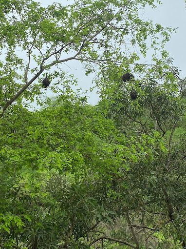 Dhalkut Forest