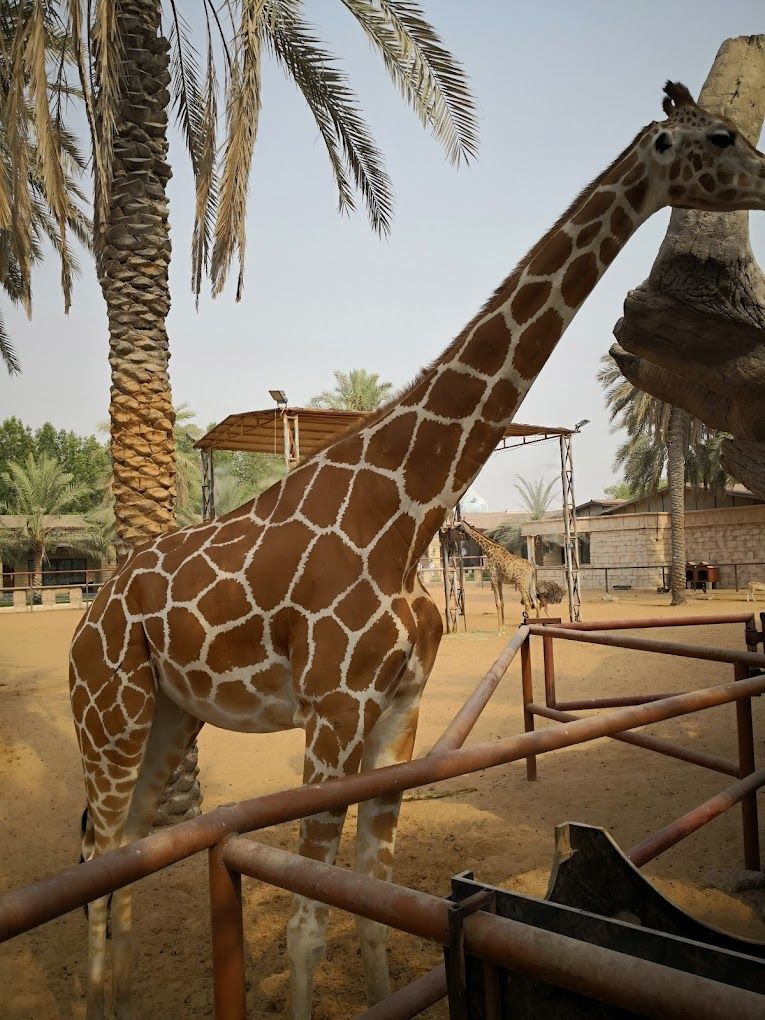 SAFARI WORLD